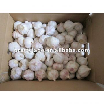 high quality Chinese fresh garlic