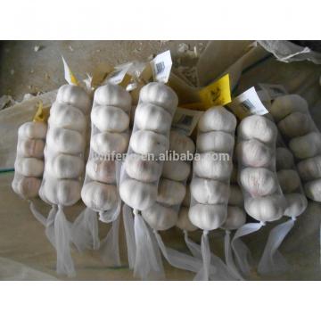 all the year supply Chinese high quality fresh Normal White Garlic / fresh Garlic