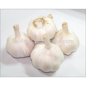 Chinese Normal White Garlic