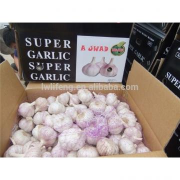 Chinese Normal White Garlic