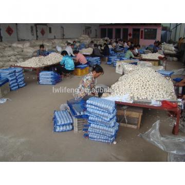 Supply Lowest Price of 2017 New Crop of Chinese Normal White Garlic / Red Garlic / Purple Garlic