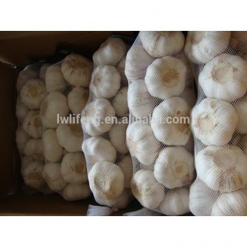 chinese fresh garlic