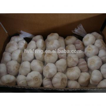 professional Manufacturer of fresh Chinese White Garlic / Normal White Garlic / Pure White Garlic