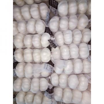 High Quality Chinese fresh White Garlic for sale / Pure White Garlic