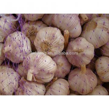 All the year supply perfect high quality chinese garlic / white garlic