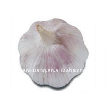 high quality Chinese normal garlic