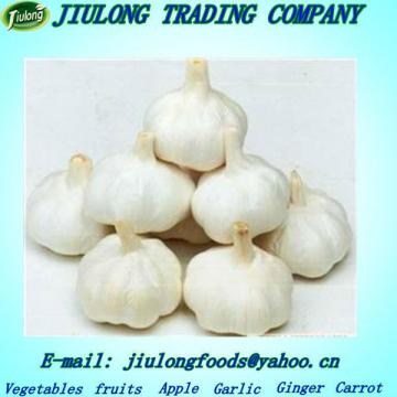 Natural fresh garlic price