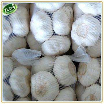 Buy direct from china factory natural garlic price