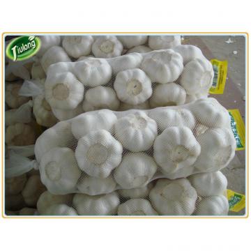 Buy direct from china factory natural garlic price