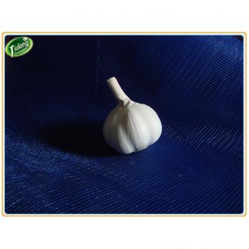 Buy direct from china factory natural garlic price