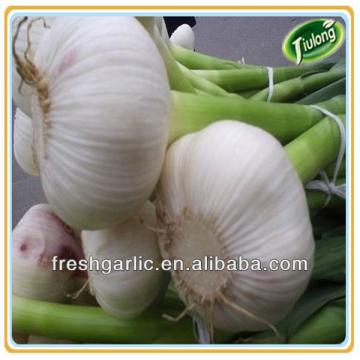 Fresh natual garlic