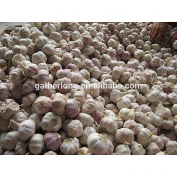 Sell 2017 Crop Fresh garlic - Spicy - Best price