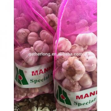 Supply Fresh Garlic with High Quality in Low Price