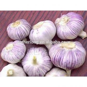 China Garlic of 2017 Crop in Hot Sale