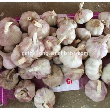 Garlic Box 10kg Exporting Standard Chinese Fresh Garlic with Reasonable Price