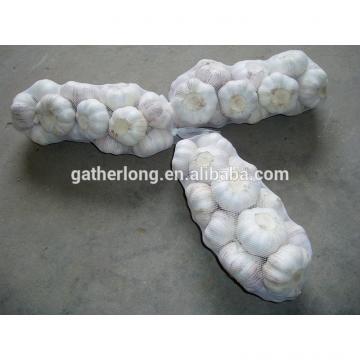 Fresh Jinxiang Garlic in Hot Sale of Competitive Price