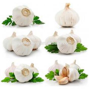 Sell 2017 Crop Fresh garlic - Spicy - Best price