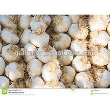 Naturally Grown and can be used for seed Garlic in China