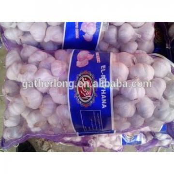 Naturally Grown and can be used for seed Garlic in China