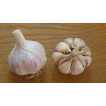 100 Organic Garlic bulbils - Type - Music - HARD NECK