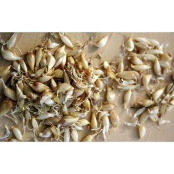 100 Organic Garlic bulbils - Type - Music - HARD NECK