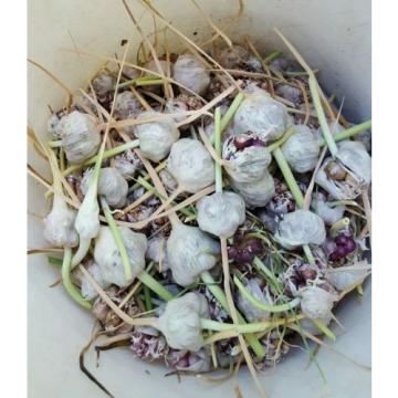 ROCAMBOLE GARLIC SEEDS FRESH CROP 40 SEEDS