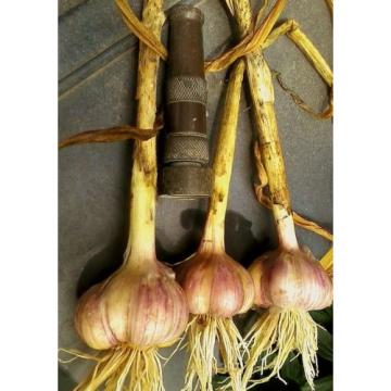 ROCAMBOLE GARLIC SEEDS FRESH CROP 40 SEEDS