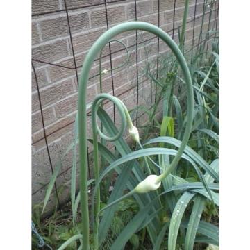 ROCAMBOLE GARLIC SEEDS FRESH CROP 40 SEEDS