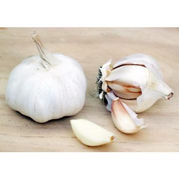 Garlic Cloves - GARLIC ODORLESS 400MG - Improve Your Iron Metabolism 1B