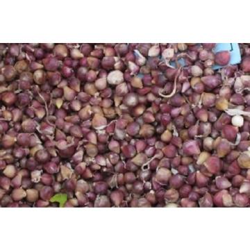 Artichoke garlic softneck, braidable-Kettle River Giant- 20 bulbils,planting