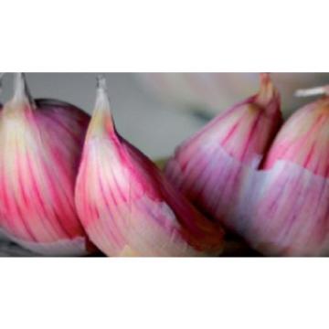 Rare Lautrec&#039;s Pink / Rose de Lautrec Garlic- 25 bulbils for propagation