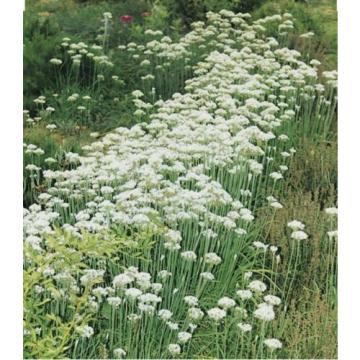 Garlic Chives Herb-250+Seeds-Non GMO-Open Pollinated-Organic