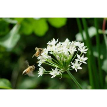 Garlic Chives Herb-250+Seeds-Non GMO-Open Pollinated-Organic