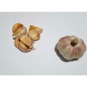 Garlic Seeds  30 cloves