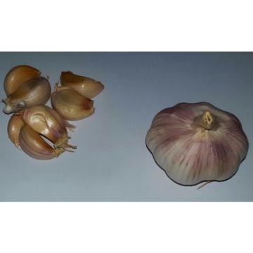 Garlic Seeds  30 cloves