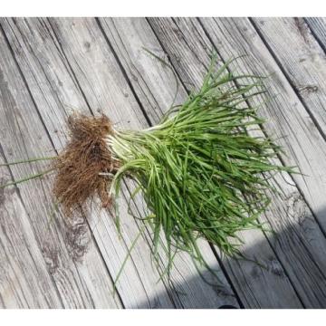 Garlic Chive Seeds Allium Tuberosum Heirloom Homegrown