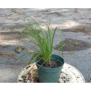 Garlic Chive Seeds Allium Tuberosum Heirloom Homegrown