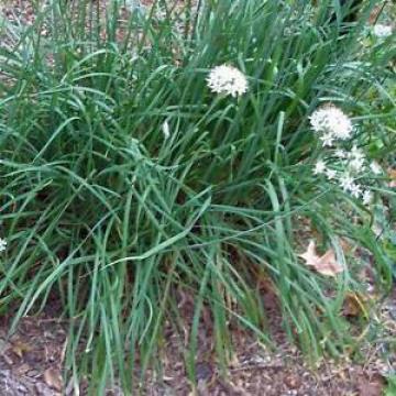 CHIVES Garlic Seeds (V 45)