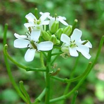 Garlic Mustard - Jack  By the Hedge - 10g seed