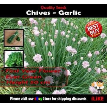 Chives Garlic 50 Seeds Minimum. Vegetable Garden Herb. Easy to Grow Perennial.