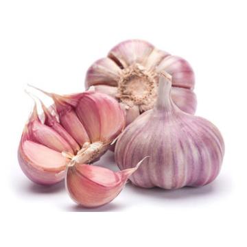 Organic Garlic &#039;&#039;MORADO&#039;&#039; Seeds** 20-Clove**Hardy &amp; Viable Seeds* UK SELLER*