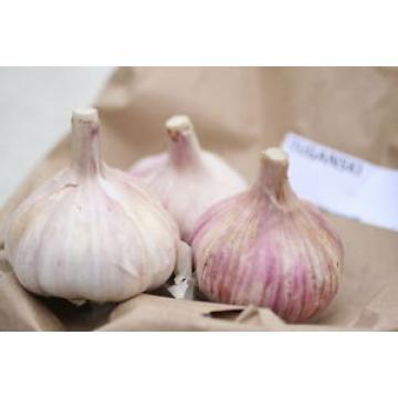 Duganski Garlic ~ Easy to Grow ~ Unbeatable Flavour ~~~ 6 Bulblets/Cloves