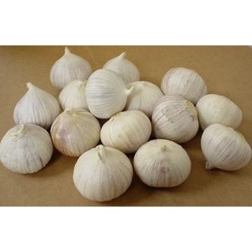 15 Bulbs Single Clove Garlic, Solo Garlic, Heirloom Herbs From Thailand