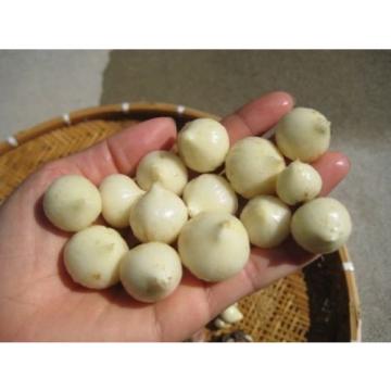 15 Bulbs Single Clove Garlic, Solo Garlic, Heirloom Herbs From Thailand