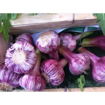 Russian Red, Garlic For planting (3 Large Heirloom Bulbs) Untreated,Organic!