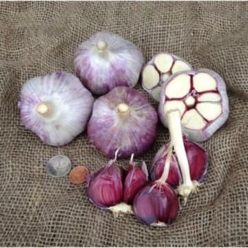 Russian Red, Garlic For planting (3 Large Heirloom Bulbs) Untreated,Organic!