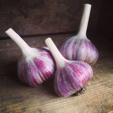 Russian Red, Garlic For planting (3 Large Heirloom Bulbs) Untreated,Organic!