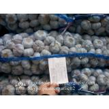 Chinese Fresh Red (Allium Sativum) Garlic Loose Packing