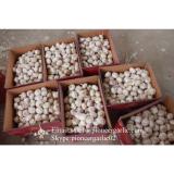 Chinese Fresh Red Garlic (Allium Sativum) Packed In Mesh Bag