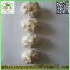 Chinese 2017 year china new crop garlic 2017  Fresh  Garlic  Price  Purple/Red/Pure White Garlic